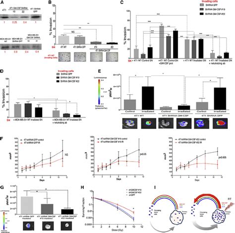 Gm Csf Promotes Cell Invasion In Vitro And Tumor Seeding In Vivo A