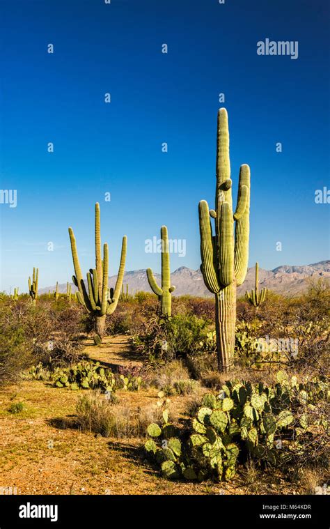 Saguaro Cactus Forest Drive Rincon Mountain District Saguaro