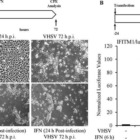 Vhsv Ivb Infection Blocks Ifn Responsiveness A Epc Cells Were Left