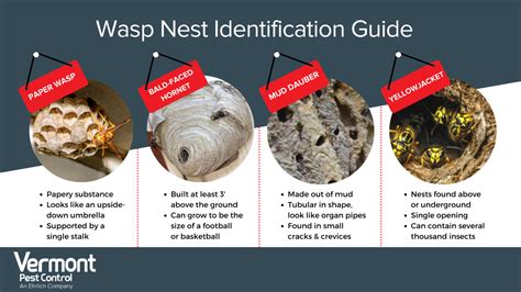 Identifying Different Wasp Nests | Wasp Control Services