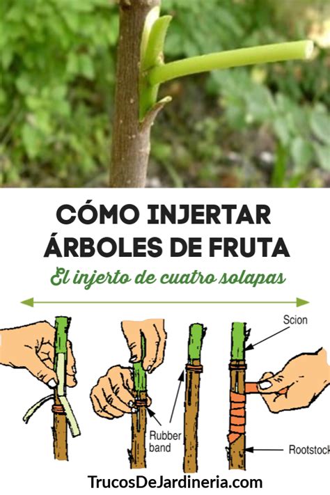 Details C Mo Hacer Injertos En Rboles Frutales Abzlocal Mx