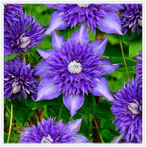 Clematis Bulbs Garden Flowers Herbaceous Vines Gardening Climbing Plants Climbers Four