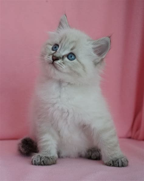 Kittens For Sale - Siberian Cats