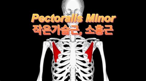 [골격근] Pectoralis Minor 작은가슴근 소흉근 Youtube