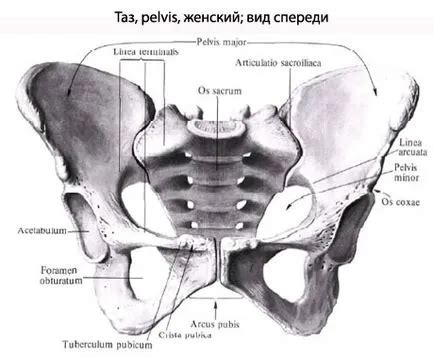 Таз човешка тазова анатомия, структура, функции, снимки, EUROLAB