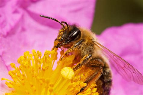 Attracting Bees And Other Pollinators To Your Garden