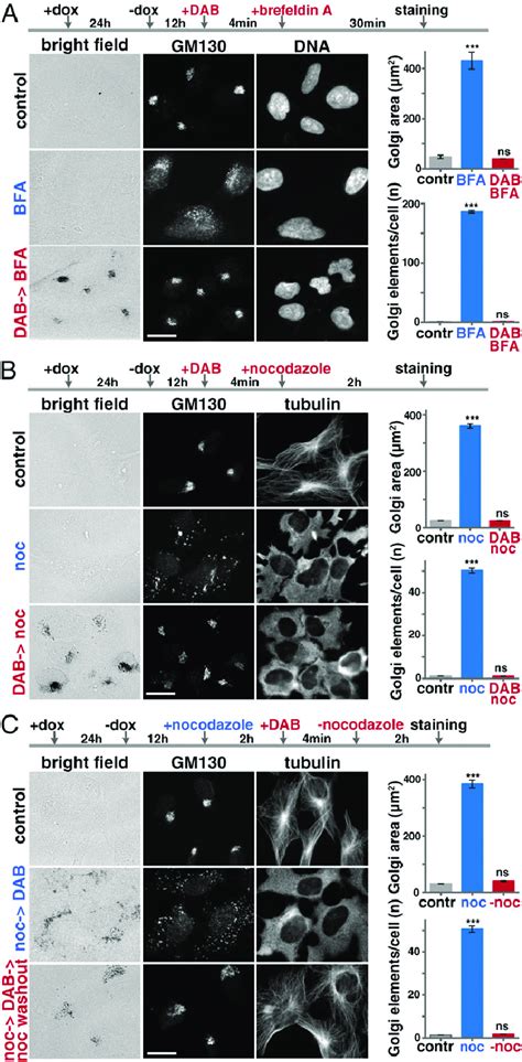 The Dab Polymer Prevents Bfa And Nocodazole Induced Golgi Disassembly