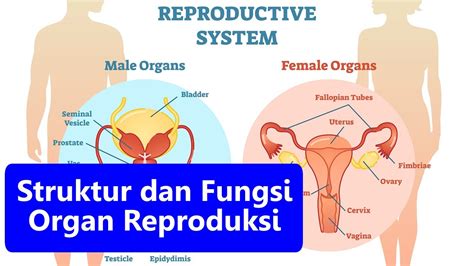 Struktur Dan Fungsi Organ Reproduksi Sistem Reproduksi Pada Manusia Belajar Ipa Kelas 9 Smp