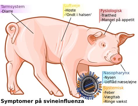 Fil Swine Virus Da Svg Wikipedia Den Frie Encyklop Di