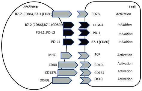 The Interactions Between Cell Surface Receptors And Ligands On The