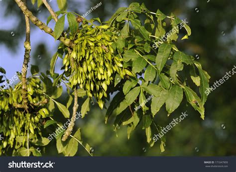 3,691 Ash tree seeds Stock Photos, Images & Photography | Shutterstock