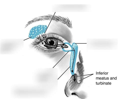 Lacrimal Bone Diagram Quizlet