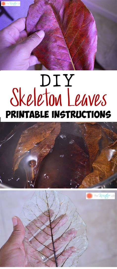 How To Make Skeleton Leaves With Printable Instructions Nature Crafts