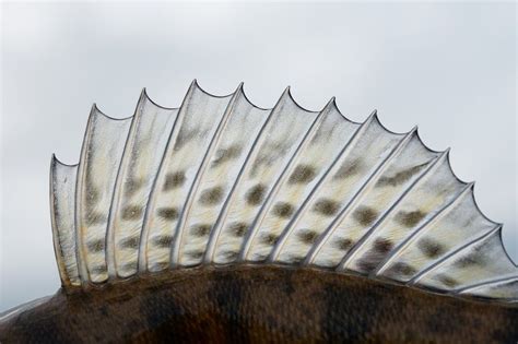 Dorsal Fin Of A Walleye Containing Fin Pike And Fish Nageoire