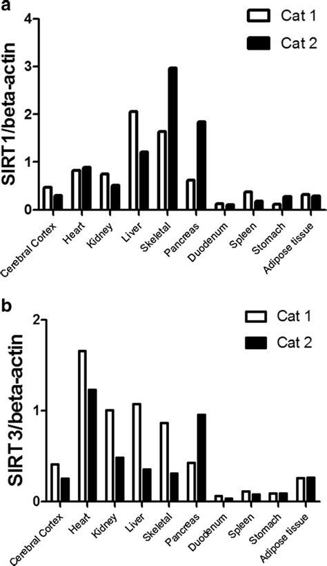 Tissue Distribution Profile Of Cat Sirtuin Sirt 1 And Sirt3 Download Scientific Diagram