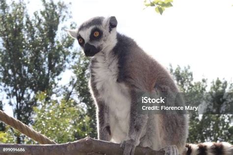 Dramatic Lemur Stock Photo - Download Image Now - Animal, Belgium ...