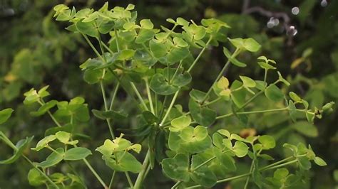 Les Plantes Toxiques Pour Les Chevaux