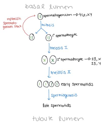 2 Gametogenesis And Fertilization Flashcards Quizlet