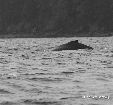 Swimming Whale Joe Benning Photography