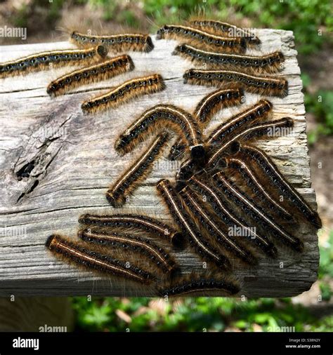 Caterpillar Caterpillars Insects Hi Res Stock Photography And Images