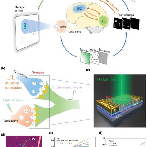 A Schematic Illustrations Of Biological Visual Attention Mechanism In