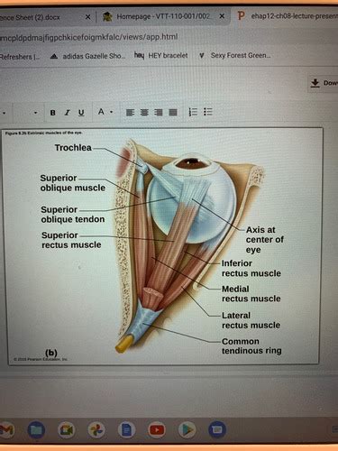 Bio Lecture Test Special Senses Flashcards Quizlet