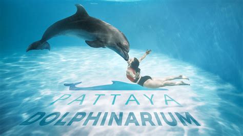 Pattaya Dolphinarium | Royal Wing Suites & Spa