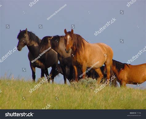 Herd Of Wild Horses Stock Photo 71746 : Shutterstock