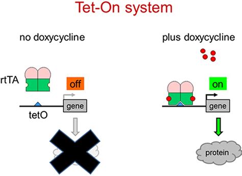 Selecting The Optimal Tet‐on System For Doxycycline‐inducible Gene