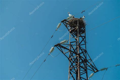 Un Nido De Cig E As En Un Poste El Ctrico Cig E As Sobre Fondo Azul