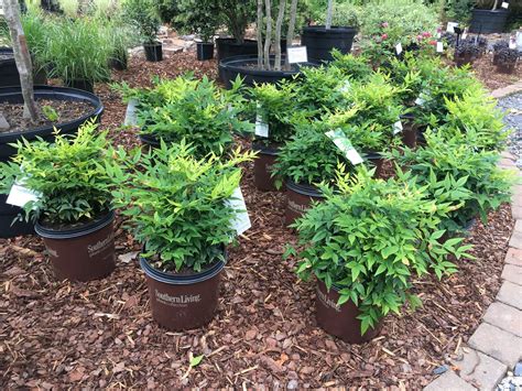 Lemon Lime Nandina – Toms Creek Farm & Nursery