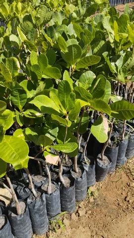 Mudas De Caju Flores E Plantas Em Petrolina Farmby