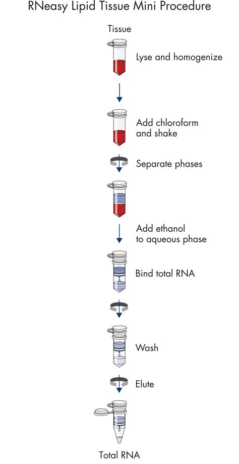 RNeasy Lipid Tissue Mini Kit