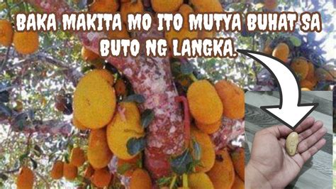 Mutya Nang Langka Mutya Buhat Sa Buto Ng Langka Kaunting Paliwanag