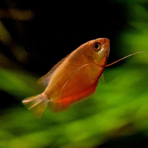 Red Honey Gourami Planted Tank Mates