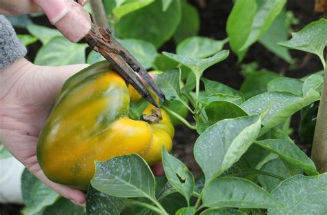 When To Pick Bell Peppers For Peak Ripeness Grow Hot Peppers