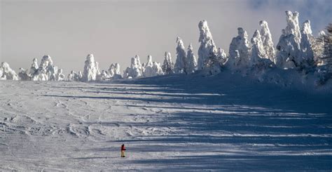 Juhyou, The Japanese Snow Monsters Nearing Extinction