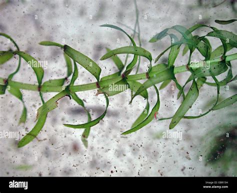 Planta acuática elodea fotografías e imágenes de alta resolución Alamy