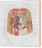 Pelvis Poster By Asklepios Medical Atlas Pixels