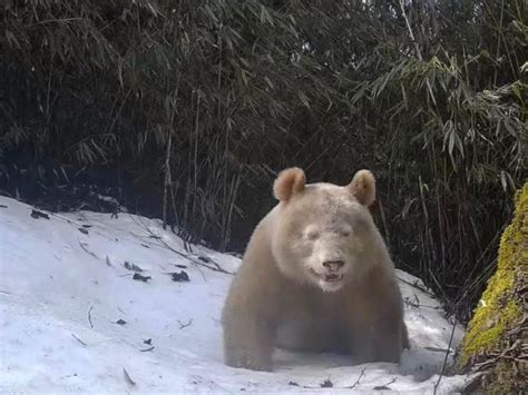 全球唯一的白色大熊猫正脸照公布天下新闻中心长江网cjncn