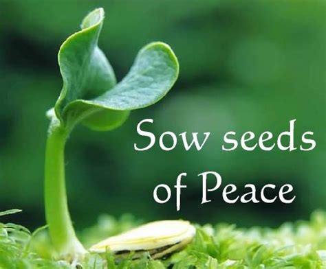 Sow Seeds Of Peace