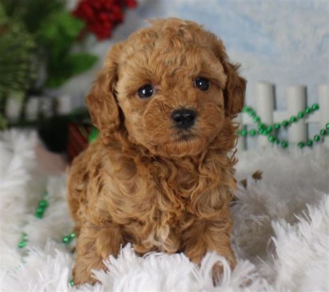 33 Red Maltipoo Information