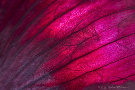 Red Onion Skin The Translucent Skin Of A Red Onion Backlit Flickr