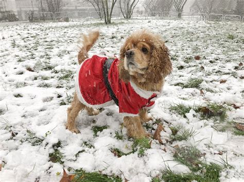 Cute Photos of Dogs in the Winter | POPSUGAR Pets Photo 32