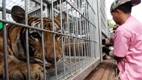 86 Tigers Rescued From Thailand’s Tiger Temple Have Died Au — Australia’s Leading