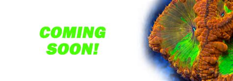 coral  coral  salt water aquariums