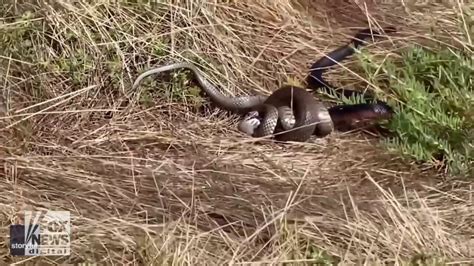Snake eats snake in this dramatic scene (warning: graphic video) | Fox ...
