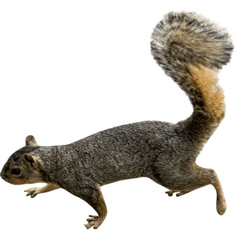 Squirrel PNG Transparent Images, Pictures, Photos | PNG Arts