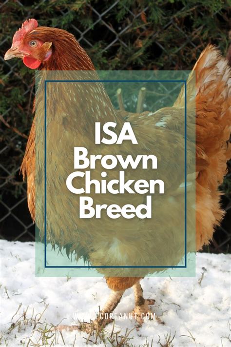 Isa Brown Chicken Breed Everything You Need To Know