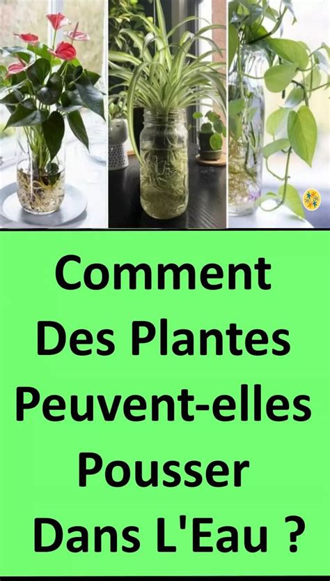 Quelles Sont Les Vari T S De Plantes Capables De Fleurir Dans Leau